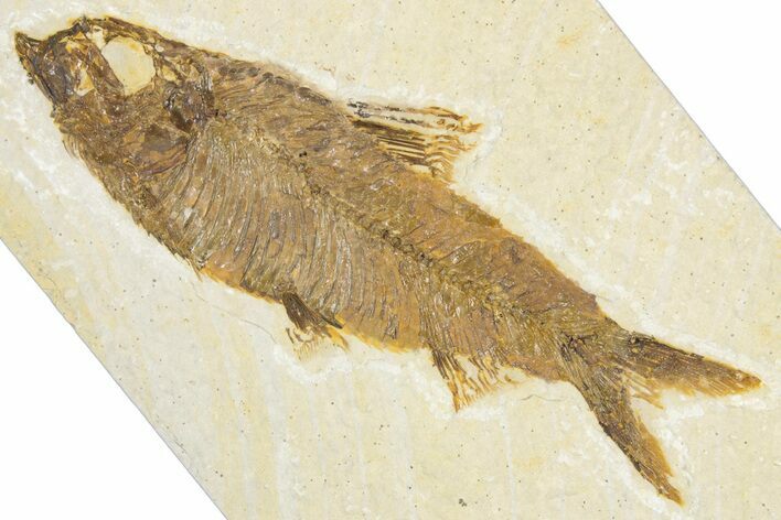 Detailed Fossil Fish (Knightia) - Wyoming #348055